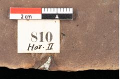 Foto (Detailsansicht) von Quercus palaeoilex Ettingshausen (NHMW-GEO-2024-0188-0810)